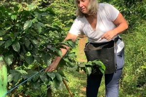 Coffee Plants