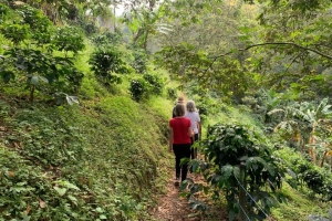 Walking by Coffee Plants