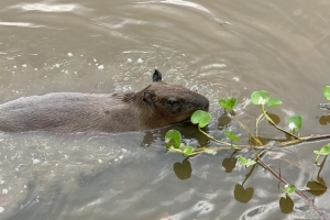 Un Capibara en Perú