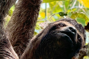 Sloths Watching