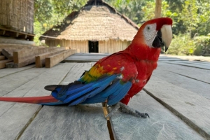 Amazonian Pet